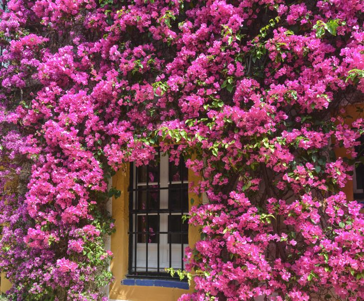 Sevilha é um dos nossos destinos de Primavera favoritos pelas cores que se espalham pela cidade