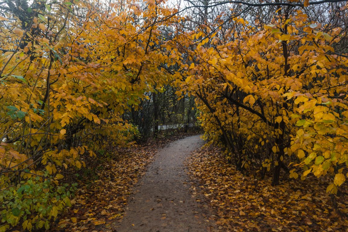 Outono no Vondelpark em Amesterdão